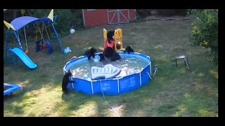 Its a bear pool party!