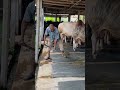 The shepherd's daily work is to clean the cow dung very neatly in the afternoon #bulls #dung #short