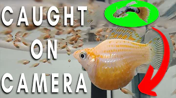 Molly Balloon Giving Birth More Than 50 babies How to Breeding Molly Fish Balloon