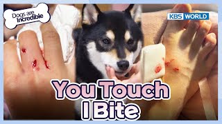 A Possessive Shiba Inu Leo😩 [Dogs Are Incredible : EP.209-1] | KBS WORLD TV 240305