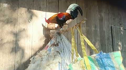 qaib dib qaib qus tuaj zoo heev/18/12/2025