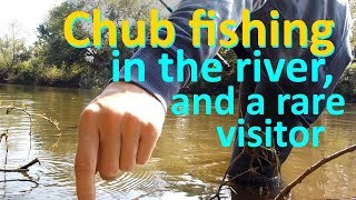 Chub Fishing In The River, And A Rare Visitor