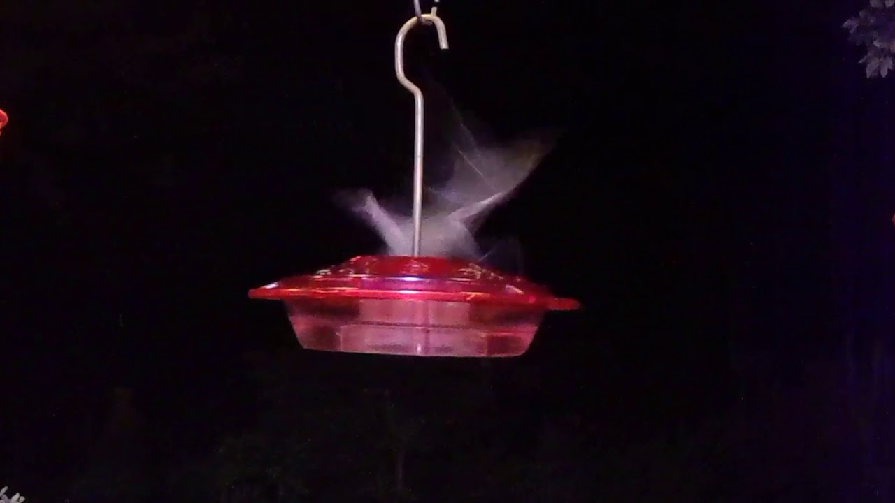 Lesser Long-nosed Bats Tucson Arizona