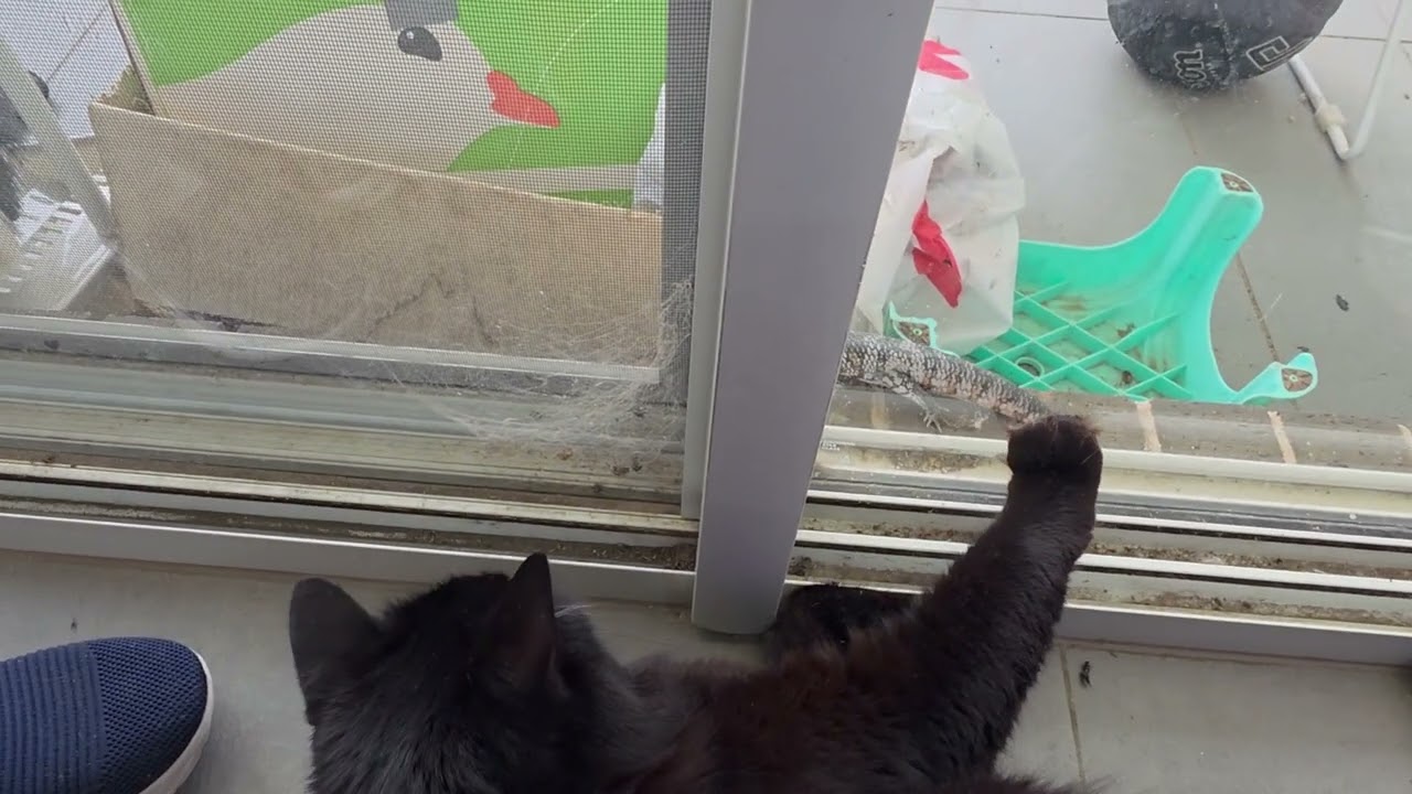 Vlog # 4｜Living & Working in Sydney｜澳洲白領上班族的一天｜WFH，散步，藍舌蜥蜴 vs Mocha