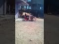 Sumi nepali christmas comedy