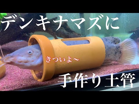 ひぐらしなまず