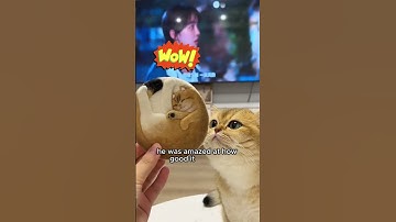 The Owner Created Odd Items from His Cat’s Fur #animals #love #shorts