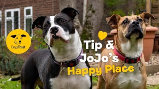 Tip And Jojo Find Their Happy Place Dogs Trust