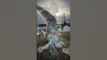 Bird Caught in Plastic Waste - A seagull or pigeon becomes entangled in discarded fishing nets