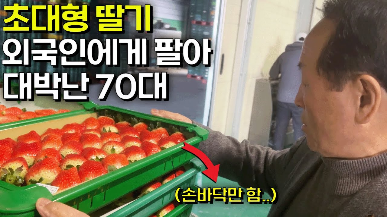 직접 농사지은 초대형 딸기 외국인에게 팔아서 대박난 70대 [논산 딸기킹스베리]ㅣ휴먼스토리ㅣ자영업자이야기ㅣ탐구생활ㅣ돈버는사람들