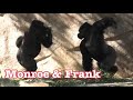 Gorilla 💎 Frank and Monroe show off & cuddle play💎 San Diego Safari Park