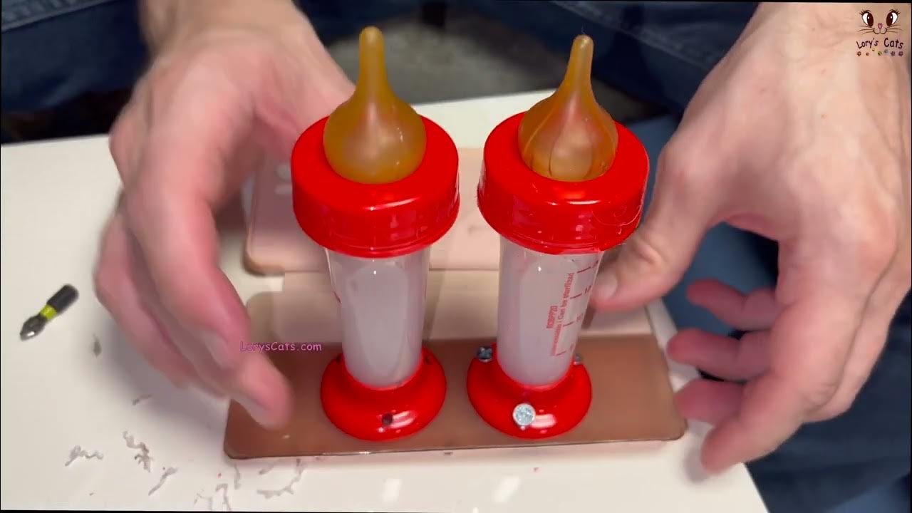 Kitten DIY 🍼🍼 How to Feed TWO Kittens at Once YouTube