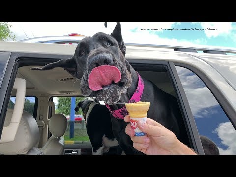 great-dane-makes-funny-faces-eating-ice-cream-cone