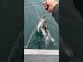 KOKANEE AND TROUT AT SLY CREEK RESERVOIR OCTOBER 2023