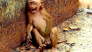 Monyet Kecil Imut Kejang kejang Sendiri Seperti lagi Kewawa, KASIHAN!!!
