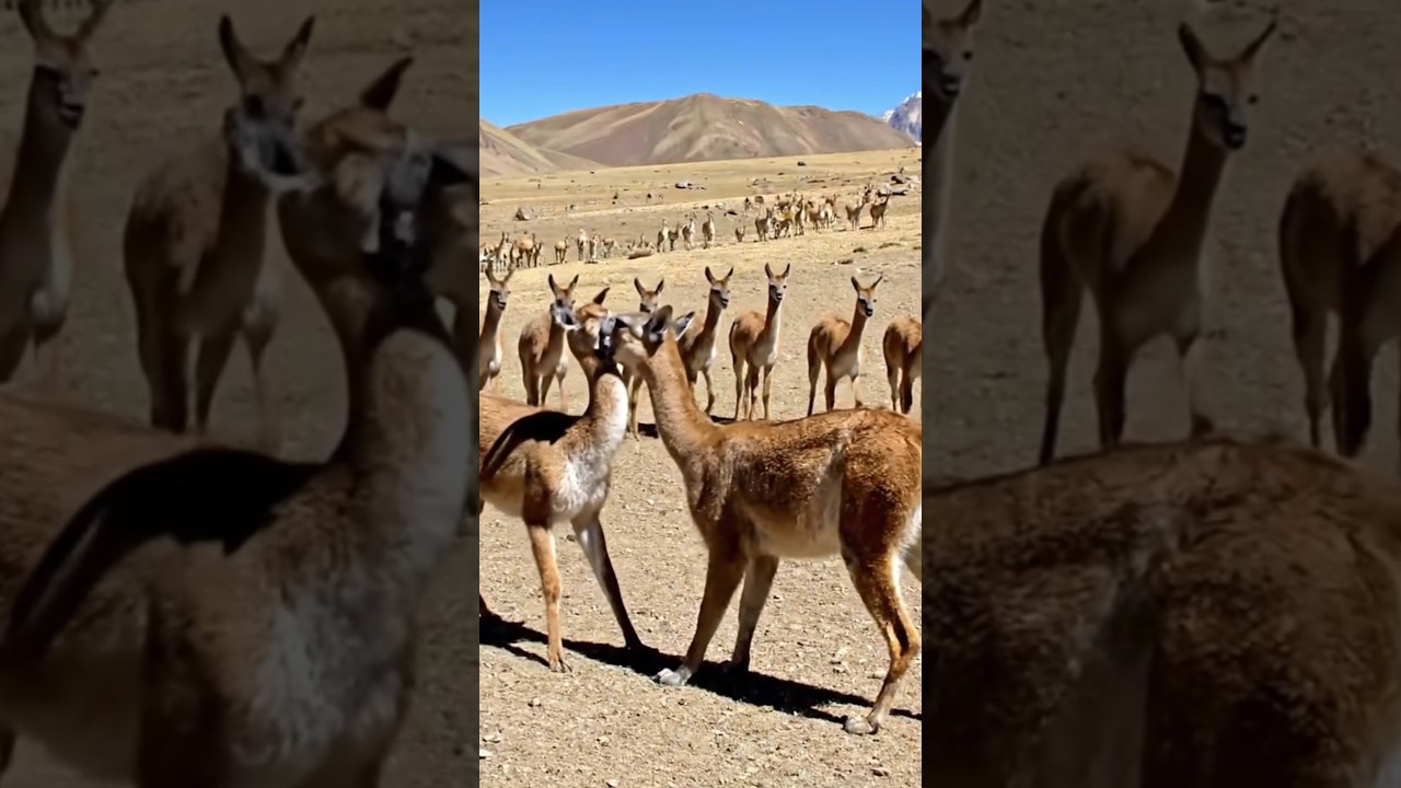Vicuña Herd Stomps at a Puma to Save a Calf