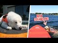 DOGS TRY PADDLE BOARDING FOR THE FIRST TIME