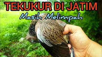 BERBURU TEKUKUR (Mojokerto Jawa Timur)