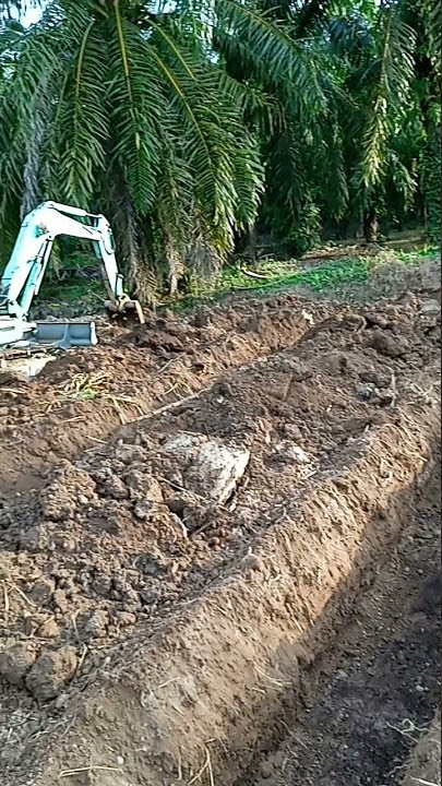 lagi nak tanam tebu baru....