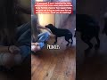 Desne Plays with Lokie: Choose Your Treat! #deafworld #dogfamily #dogplay #dogbarking #loveyourpets
