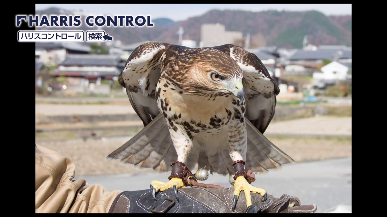 ハト駆除 大阪 鷹による害鳥駆除のハリスコントロール