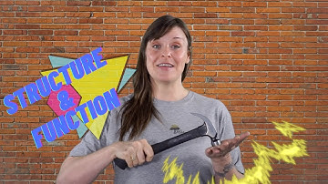 Crosscutting Concepts: Structure & Function