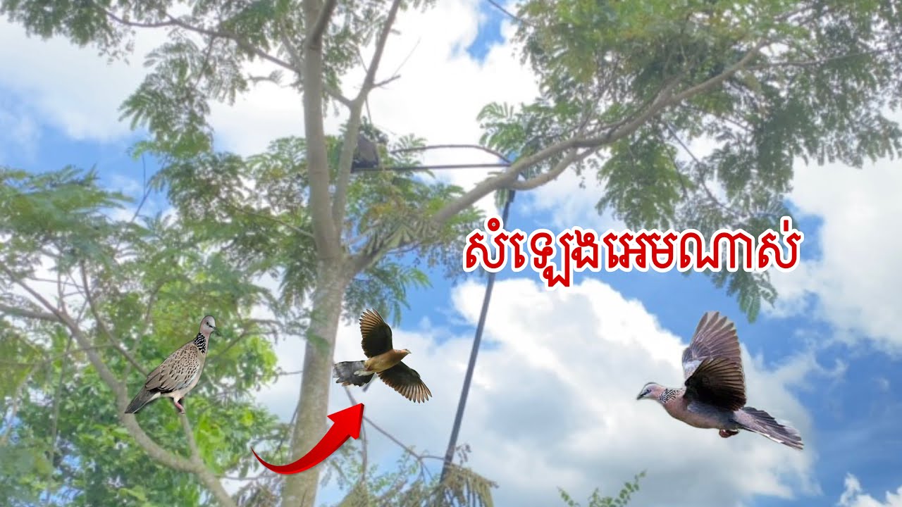 សំឡេងអេមណាស់ កូនកាត់ម៉ាឡេ