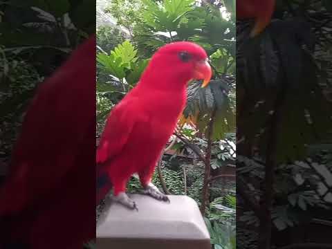 red parrot‼️#shortvideo #shorts