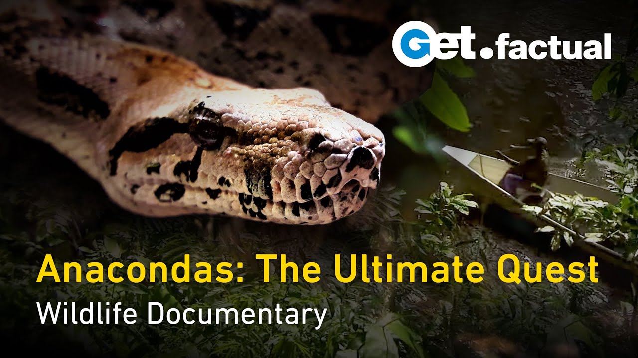 Anaconda Wanted - The Untold Story Full Documentary