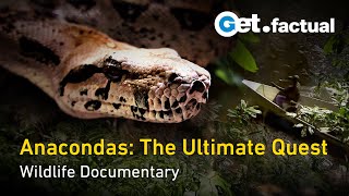 Anaconda Wanted - The Untold Story | Full Documentary