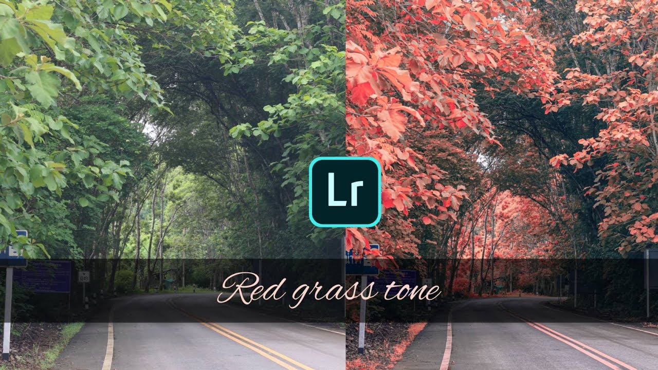 พื้นหลังโทนสีส้ม  2022 Update  แต่งรูป Lightroom  โทนต้นไม้ใบหญ้าเป็นสีแดง (Red Grass tone)