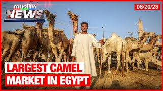 Largest Camel Market in Egypt | Muslim News | June 20, 2023