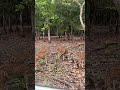 When God paints the wilderness. Chital deer or spotted deer