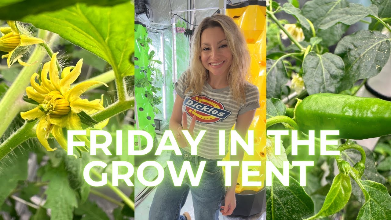 LIVE: FRIDAY IN THE GROW TENT PT 2💚