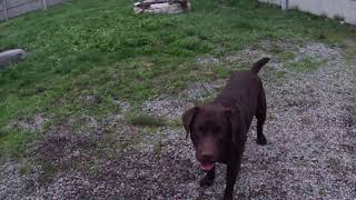 Вязка лабрадоров. ШОКОЛАДНЫЙ лабрадор. Щенки родословная КСУ. It is viscous. Labrador. Puppies. Вязка лабрадоров. ШОКОЛАДНЫЙ лабрадор. Щенки родословная КСУ. It is viscous. Labrador. Puppies.