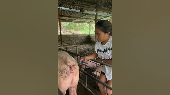pig caring #hogfarming #pig #pigbreeding #farming #hogger #pigfarming #animals