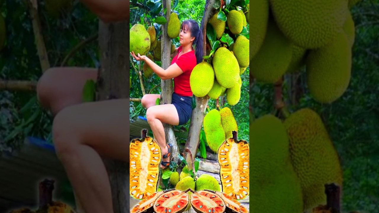 a new method of how to plant and reproduce jackfruit trees from fruit.