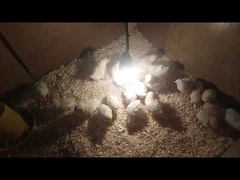 Температура и освещение для цыплят в первые дни жизни