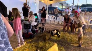 Leah Rose Steinmetz (Crazy) -Allentown Fair (Baby Goat Snuggling tent) - September 1, 2023
