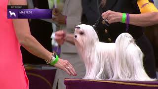 Maltese | Breed Judging 2021