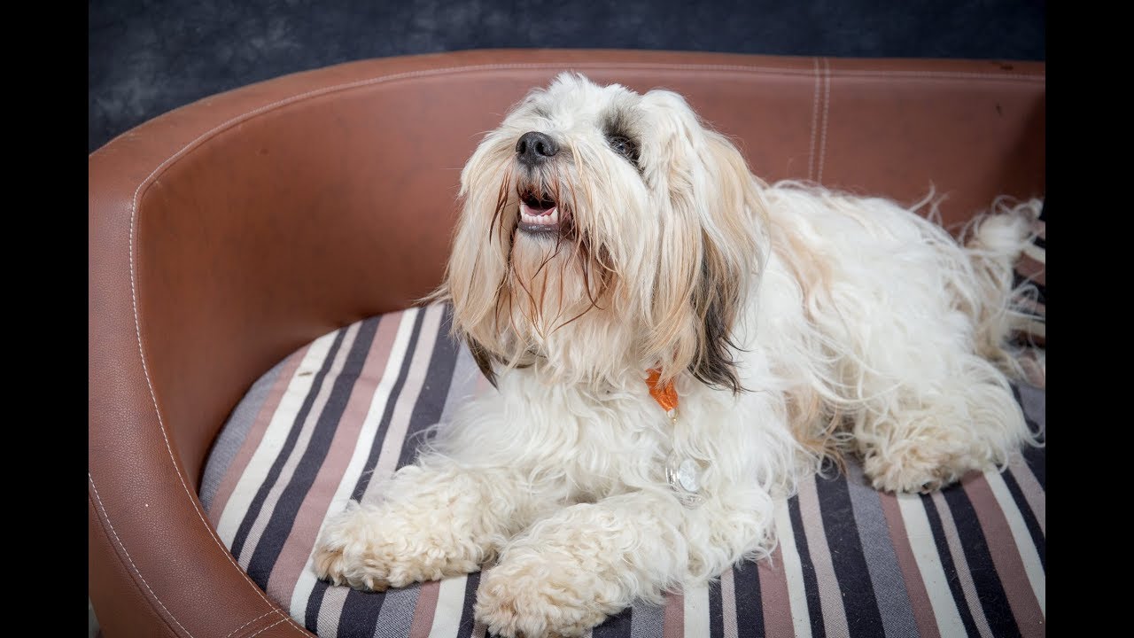 Millie - Tibetan Terrier - 3 Weeks Residential Dog Training