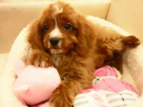 ミックス犬販売 キャバリア トイプードルの男の子 ８月２６日生まれ Youtube