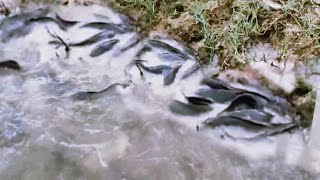 Tranditional Fishing By Hand Excellent Searching Women Catch Fish After Raining