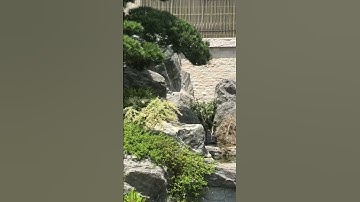 Sân vườn hồ cá Koi Nhật tại Thái Nguyên