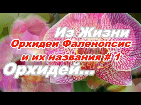 ОРХИДЕИ С НАЗВАНИЯМИ. № 1 Видео - КАТАЛОГ. СОРТОВЫЕ ФАЛЕНОПСИСЫ