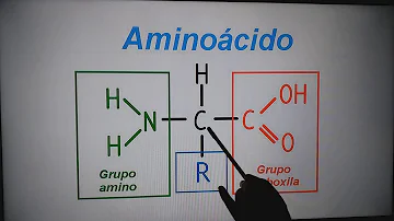 Quais os aminoácidos que o corpo não produz?