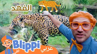 حديقة حيوانات تعرف على الكثير من الحيوانات المشوقة! | بليبي بالعربي- Learn About Amazing Animals 🐆 screenshot 5