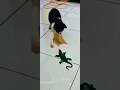 Cat jumps funny 🤣#catjump #catfunny #funny