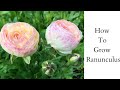 How to Grow Ranunculus | Pre Sprout Ranunculus | Growing Ranunculus