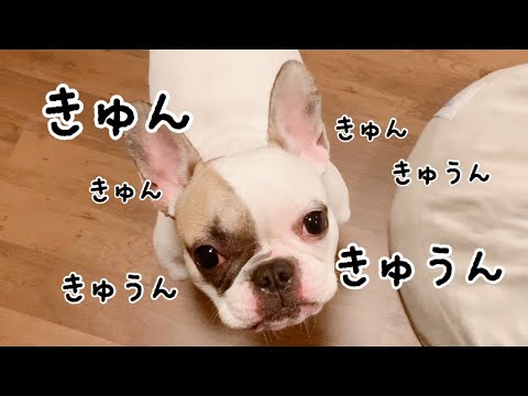キュンキュン鳴きがすごい【フレンチブルドッグ】
